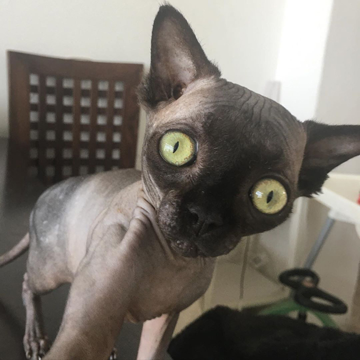 Sphynx Kitty With Rare Neurological Condition Looks Like A Bat And It Has Made Her An Online Sensation