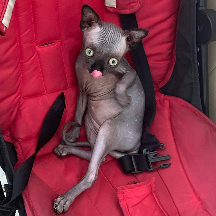 Sphynx Kitty With Rare Neurological Condition Looks Like A Bat And It Has Made Her An Online Sensation