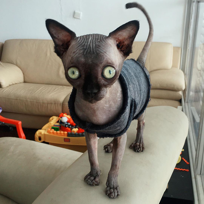 Sphynx Kitty With Rare Neurological Condition Looks Like A Bat And It Has Made Her An Online Sensation