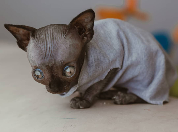 Sphynx Kitty With Rare Neurological Condition Looks Like A Bat And It Has Made Her An Online Sensation