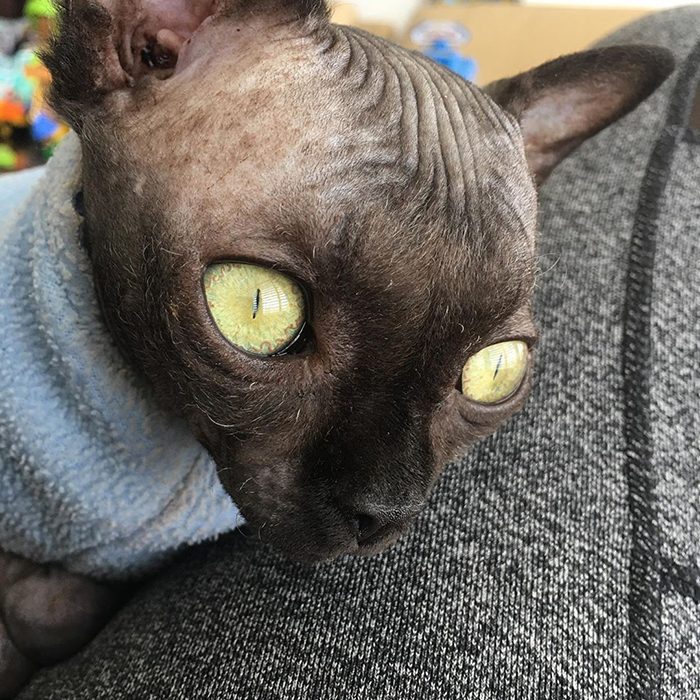 Sphynx Kitty With Rare Neurological Condition Looks Like A Bat And It Has Made Her An Online Sensation