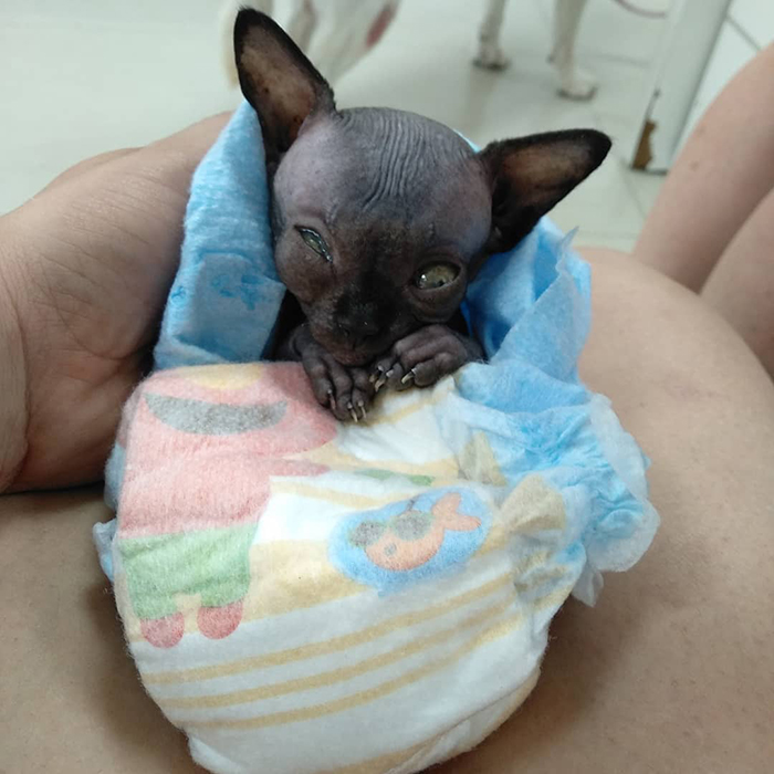 Sphynx Kitty With Rare Neurological Condition Looks Like A Bat And It Has Made Her An Online Sensation