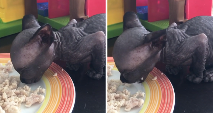 Sphynx Kitty With Rare Neurological Condition Looks Like A Bat And It Has Made Her An Online Sensation