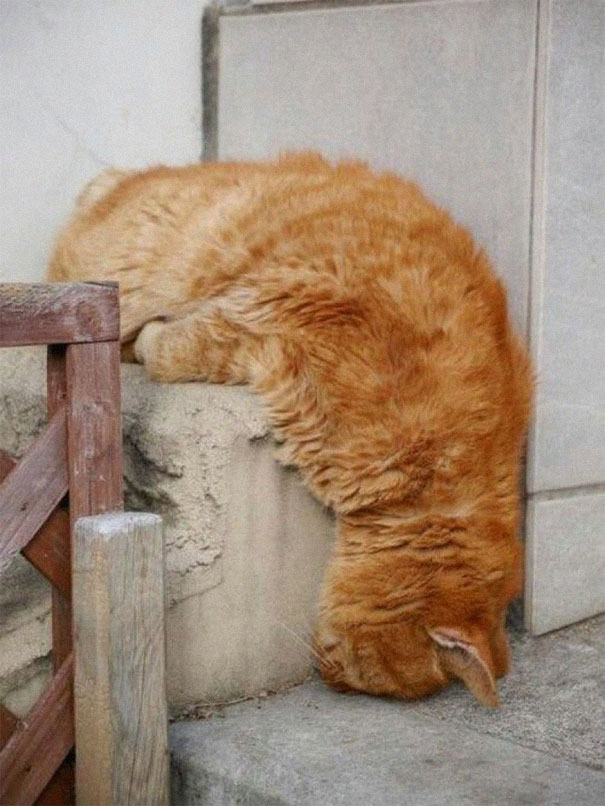 Cats-Sleeping-Strange-Places