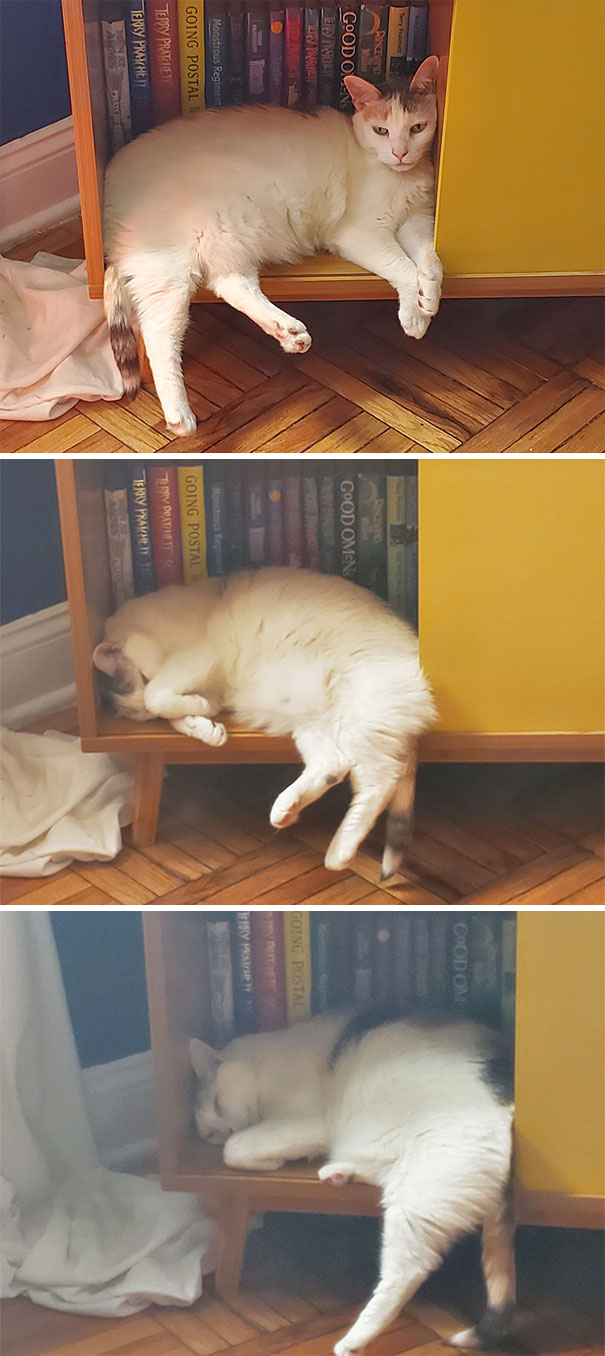 Cats-Sleeping-Strange-Places
