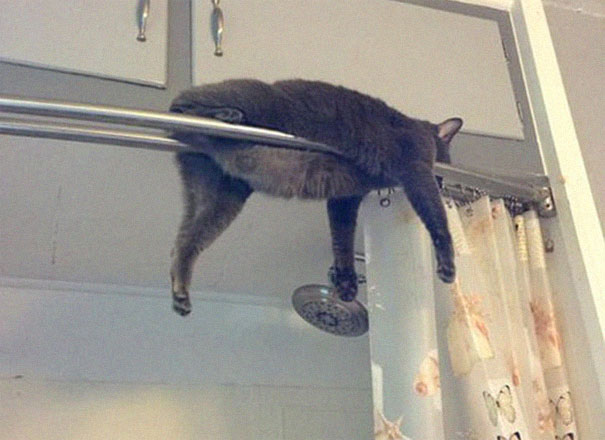 Cats-Sleeping-Strange-Places
