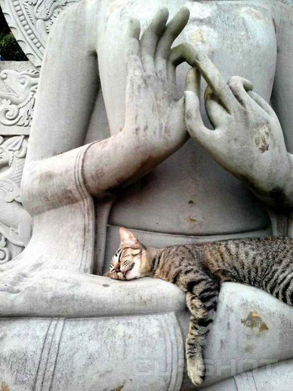 Cats-Sleeping-Strange-Places