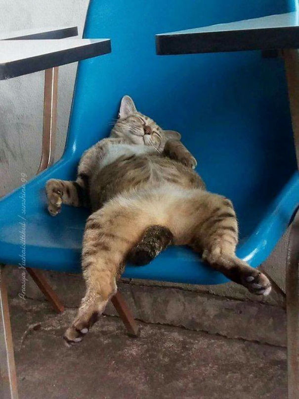 Cats-Sleeping-Strange-Places