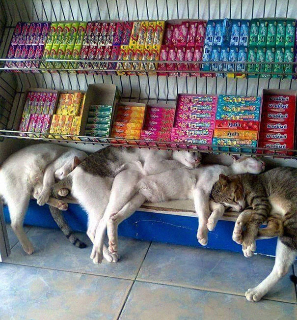 Cats-Sleeping-Strange-Places