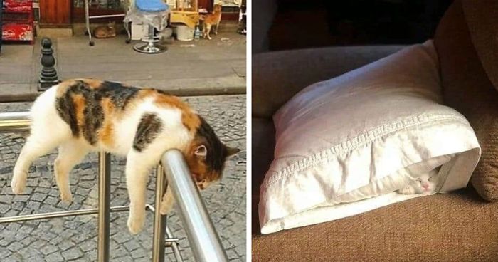 40 Gatos que se quedaron dormidos en los lugares más raros (Nuevas imágenes)