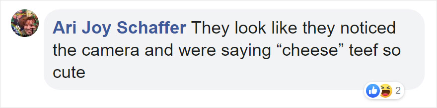 Photographers Get To Witness 5 Cheetahs Crossing A Flooded River Infested With Crocodiles