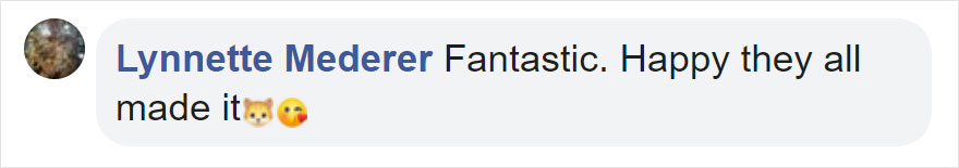 Photographers Get To Witness 5 Cheetahs Crossing A Flooded River Infested With Crocodiles