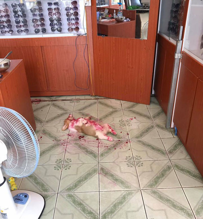 Corgi Gives His Owner And The Entire Internet A Mini Heart Attack After He Eats Some Dragon Fruit And Rests In The Mess