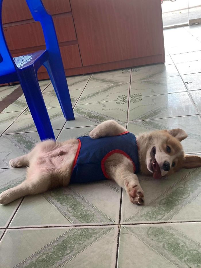 Corgi Gives His Owner And The Entire Internet A Mini Heart Attack After He Eats Some Dragon Fruit And Rests In The Mess