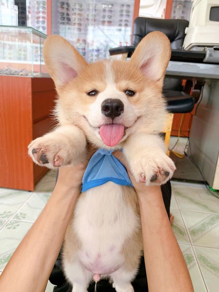 Corgi Gives His Owner And The Entire Internet A Mini Heart Attack After He Eats Some Dragon Fruit And Rests In The Mess