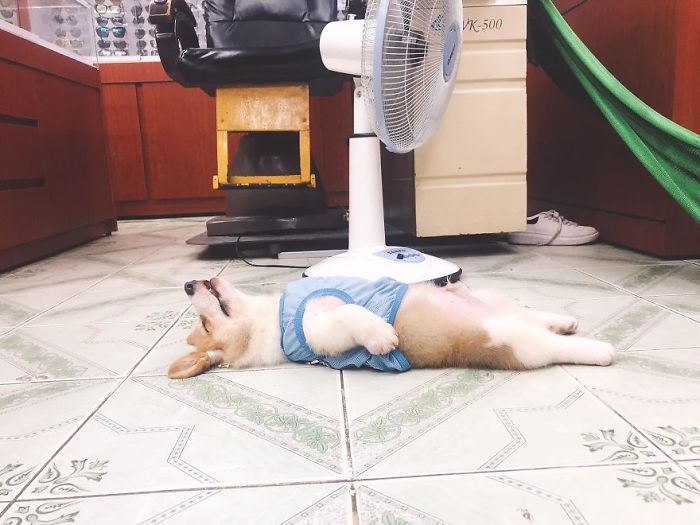 Corgi Gives His Owner And The Entire Internet A Mini Heart Attack After He Eats Some Dragon Fruit And Rests In The Mess Corgi Gives His Owner And The Entire Internet A Mini Heart Attack After He Eats Some Dragon Fruit And Rests In The Mess