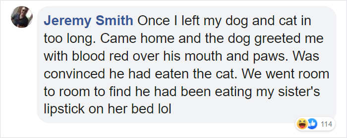 Corgi Gives His Owner And The Entire Internet A Mini Heart Attack After He Eats Some Dragon Fruit And Rests In The Mess