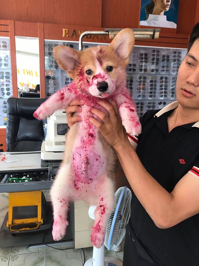 Corgi Gives His Owner And The Entire Internet A Mini Heart Attack After He Eats Some Dragon Fruit And Rests In The Mess Corgi Gives His Owner And The Entire Internet A Mini Heart Attack After He Eats Some Dragon Fruit And Rests In The Mess