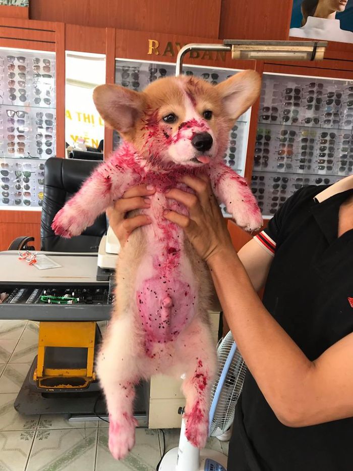 Corgi Gives His Owner And The Entire Internet A Mini Heart Attack After He Eats Some Dragon Fruit And Rests In The Mess Corgi Gives His Owner And The Entire Internet A Mini Heart Attack After He Eats Some Dragon Fruit And Rests In The Mess