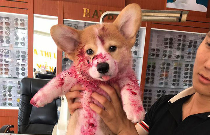 Corgi Gives His Owner And The Entire Internet A Mini Heart Attack After He Eats Some Dragon Fruit And Rests In The Mess