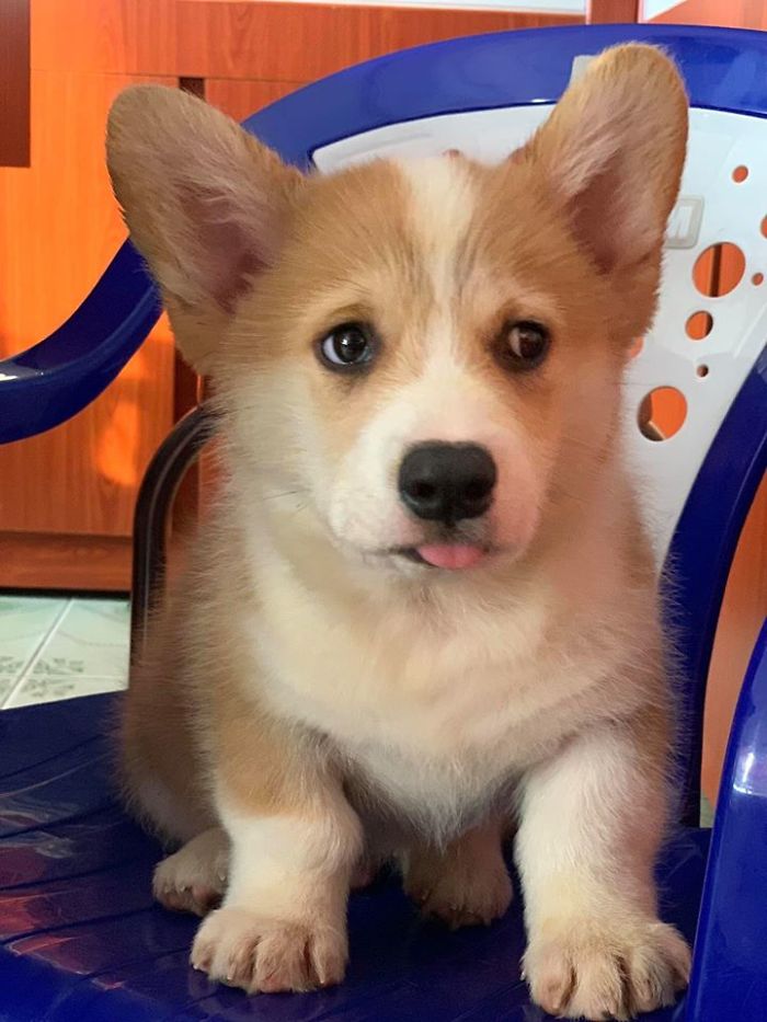 Corgi Gives His Owner And The Entire Internet A Mini Heart Attack After He Eats Some Dragon Fruit And Rests In The Mess Corgi Gives His Owner And The Entire Internet A Mini Heart Attack After He Eats Some Dragon Fruit And Rests In The Mess