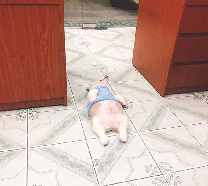 Corgi Gives His Owner And The Entire Internet A Mini Heart Attack After He Eats Some Dragon Fruit And Rests In The Mess Corgi Gives His Owner And The Entire Internet A Mini Heart Attack After He Eats Some Dragon Fruit And Rests In The Mess