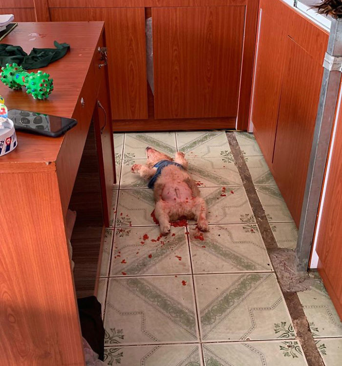 Corgi Gives His Owner And The Entire Internet A Mini Heart Attack After He Eats Some Dragon Fruit And Rests In The Mess Corgi Gives His Owner And The Entire Internet A Mini Heart Attack After He Eats Some Dragon Fruit And Rests In The Mess