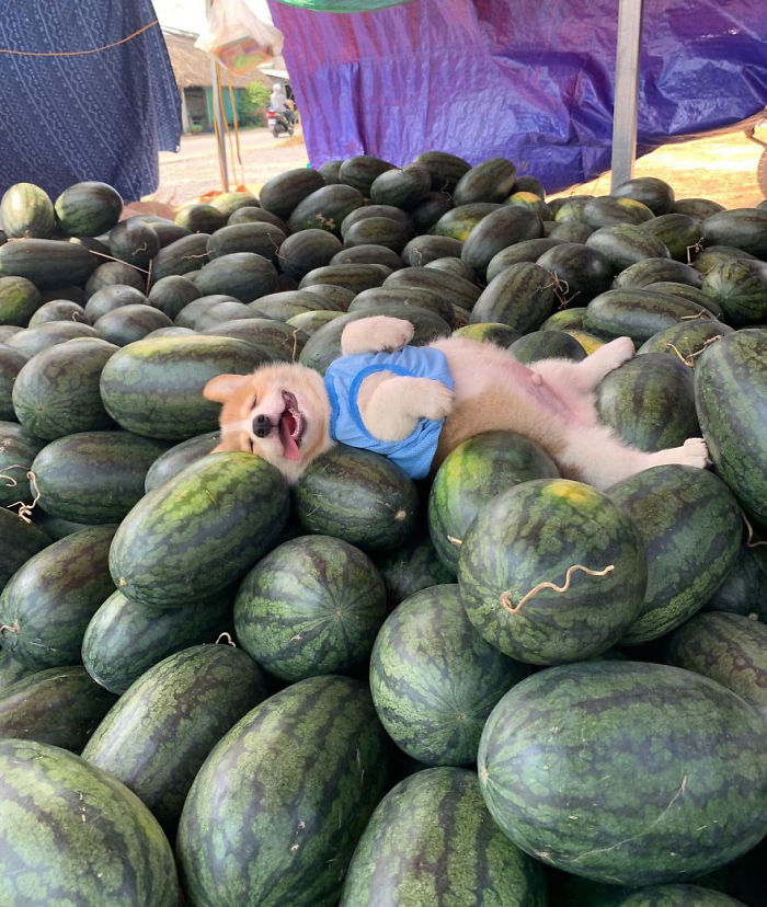 Corgi Gives His Owner And The Entire Internet A Mini Heart Attack After He Eats Some Dragon Fruit And Rests In The Mess Corgi Gives His Owner And The Entire Internet A Mini Heart Attack After He Eats Some Dragon Fruit And Rests In The Mess