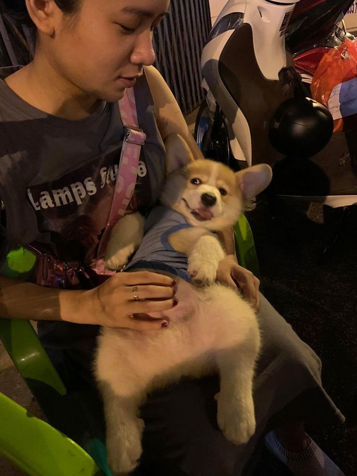 Corgi Gives His Owner And The Entire Internet A Mini Heart Attack After He Eats Some Dragon Fruit And Rests In The Mess Corgi Gives His Owner And The Entire Internet A Mini Heart Attack After He Eats Some Dragon Fruit And Rests In The Mess