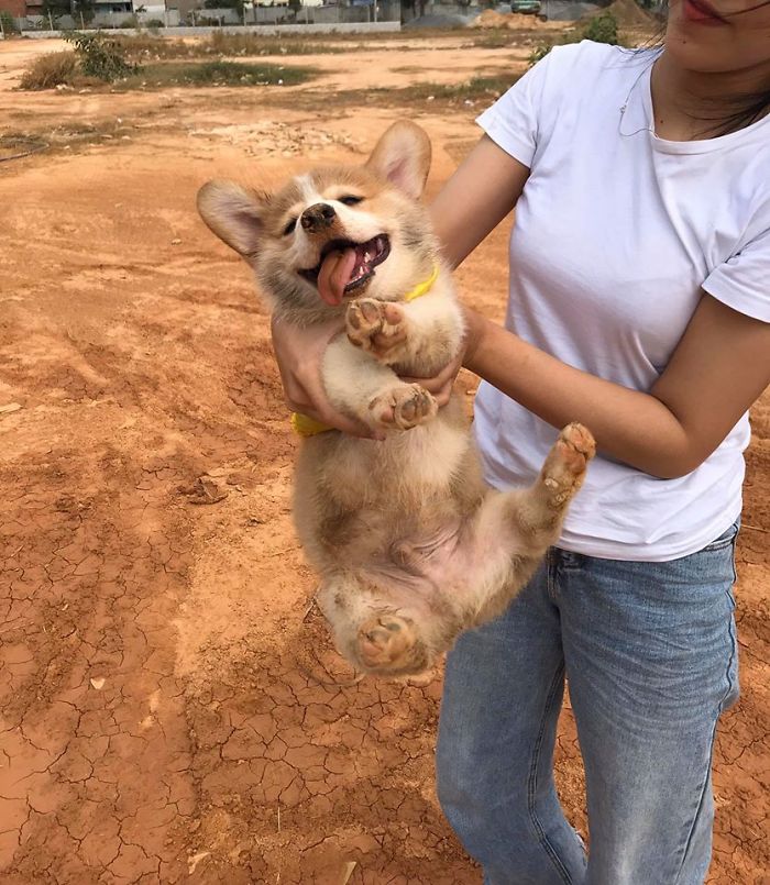 Corgi Gives His Owner And The Entire Internet A Mini Heart Attack After He Eats Some Dragon Fruit And Rests In The Mess