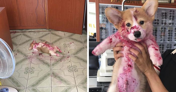 Corgi Gives His Owner And The Entire Internet A Mini Heart Attack After He Eats Some Dragon Fruit And Rests In The Mess