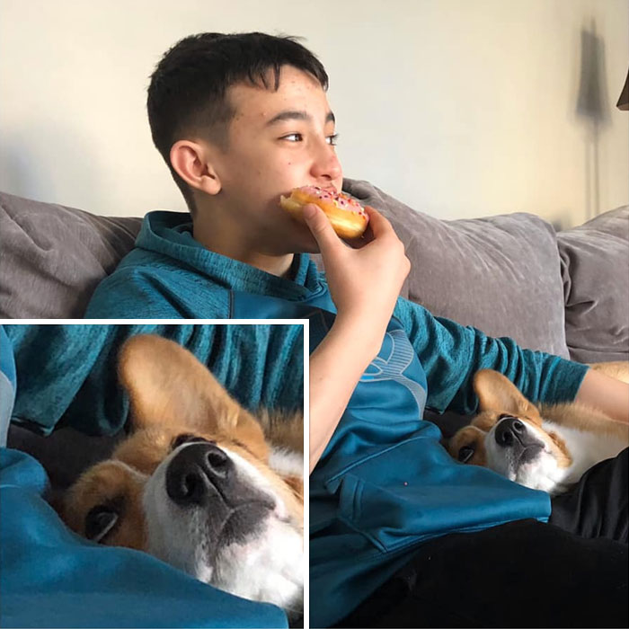 Merlin Is Disapproving Of His Human Brother Not Sharing His Donut With Him