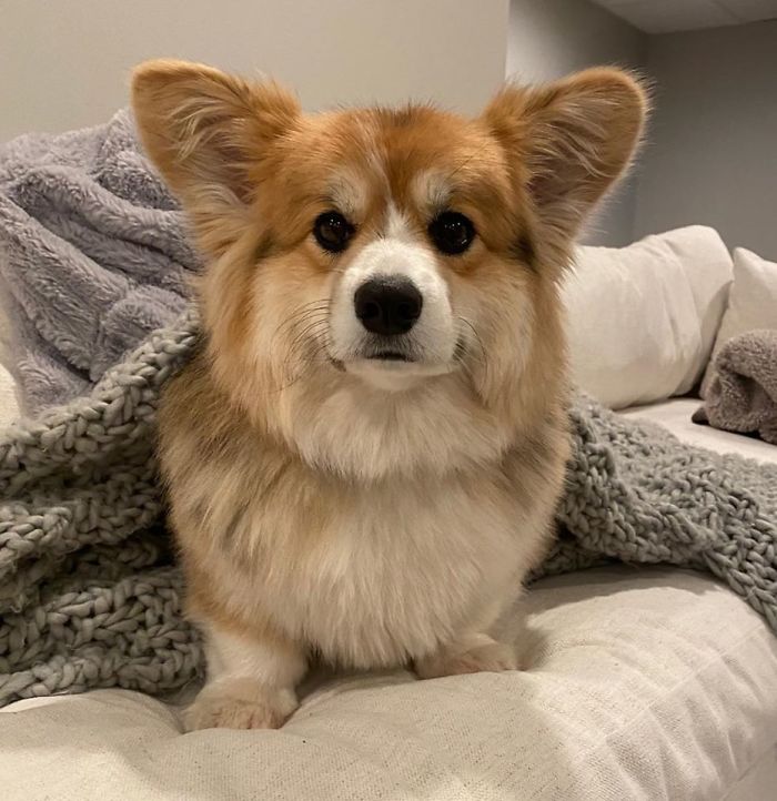 Bean Disapproves Of Her Sister Calling Her “Chubby”. “I’m Fluffy”