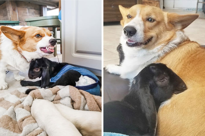 Hannah Disapproves When The Other Dogs Want To Clean Her Baby Goat. She Is The Best Foster Momma On The Farm