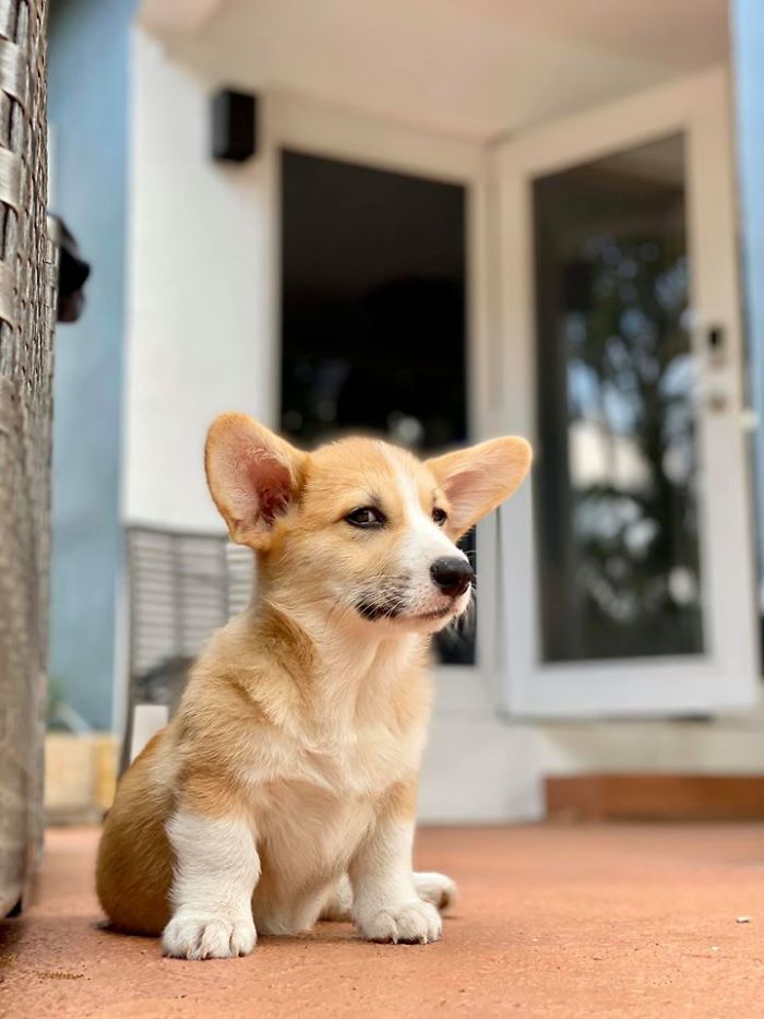 Biscuit’s 6th Sense Is Knowing Bath Time Is Here