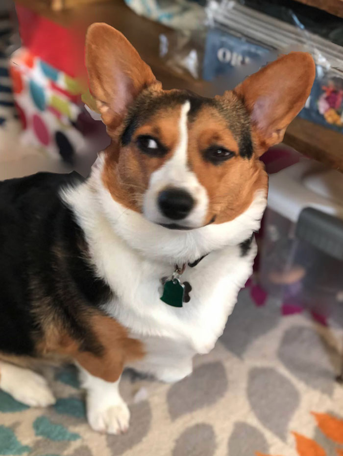 Kona Disapproves So Much She Had To Whip Out The Killer Stink Eye