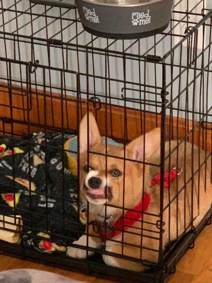 Scout Disapproves Of Being Woken Up From Nap Time