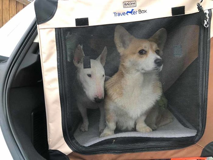 Holly Disapproving Of Being Transported Together With The Fartbag!