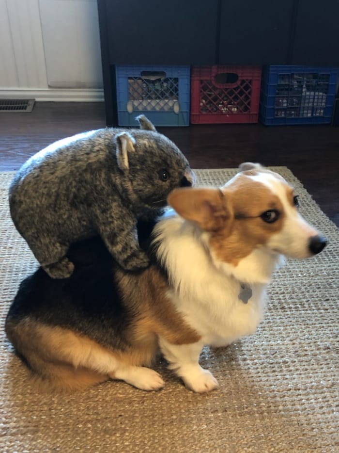 The Wombat Is Not Millie Approved