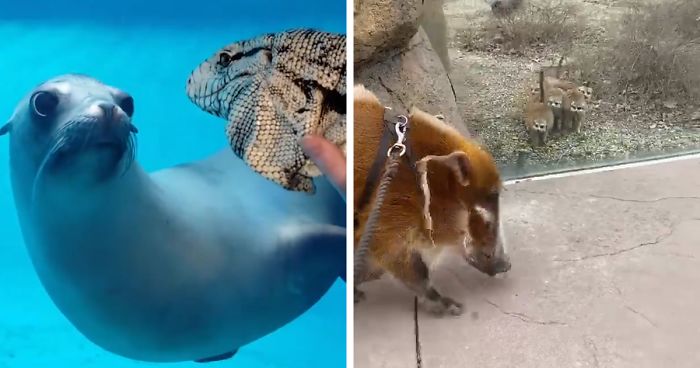 People Are Melting Over These Videos Of Zoo Animals Seeing Each Other For The First Time