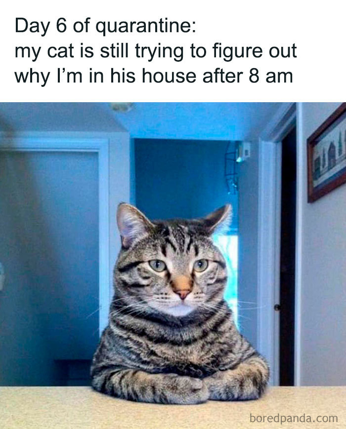 Coronavirus-Quarantine-Covid-19-Jokes