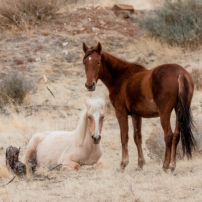 We Seek Wild Horses In Their Natural Habitat In Nevada Mountains