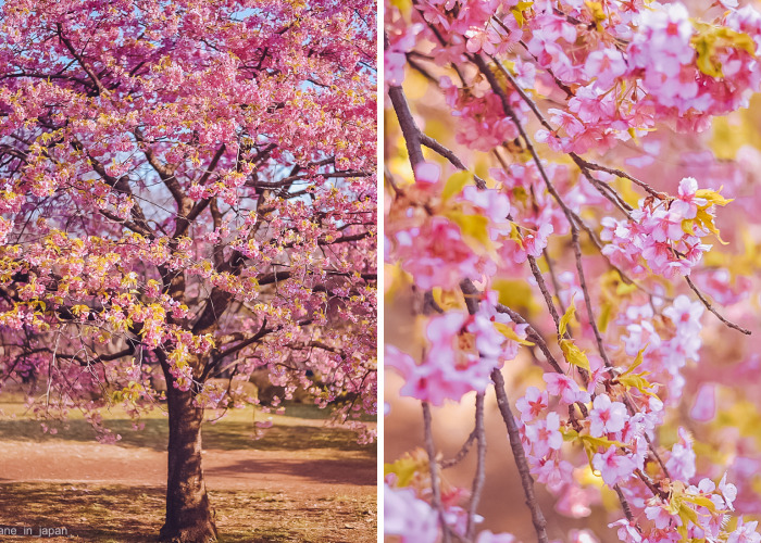 I Photographed The Early Sakura Blooms In Tokyo, Japan