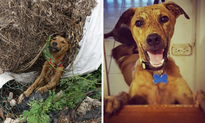 Emaciated Dog That Was Found Stuck In A Remote Location