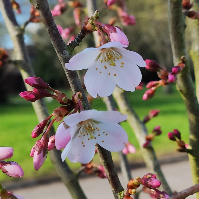 I Capture Spring From A Different Perspective