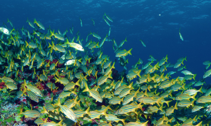 Amazing Underwater Pictures Of One Of Brazil’s Best Places: Fernando De Noronha Island