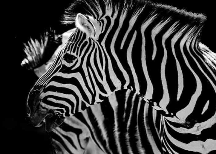 I Photograph Zoo Animals As If They Were Free