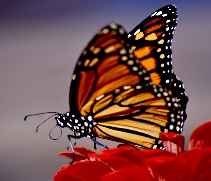 Get Lost In The Little Things I Photograph