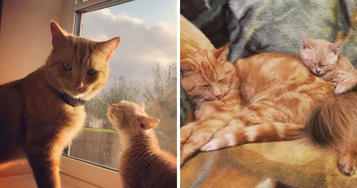 This Cat With Dwarfism Will Be Kitten-Sized Forever