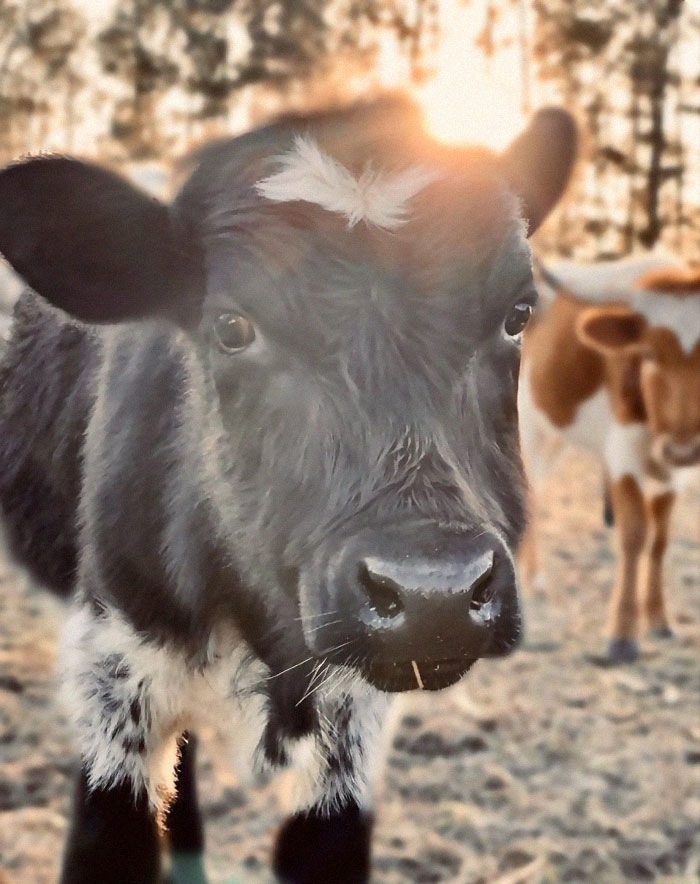 21st February 2020 Wilbur